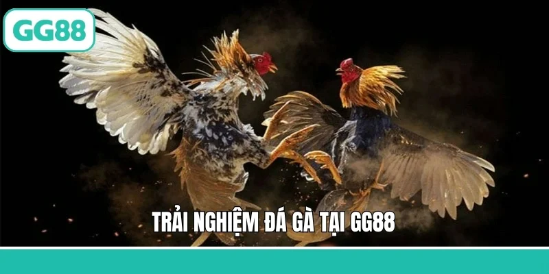 Trải nghiệm đá gà tại GG88